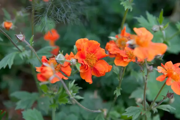 Geum 'Prinzessin Juliana'