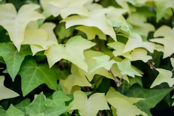Hedera Helix 'Goldfinger'