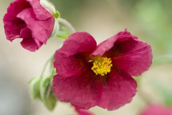 Helianthemum „Hartwood Ruby”