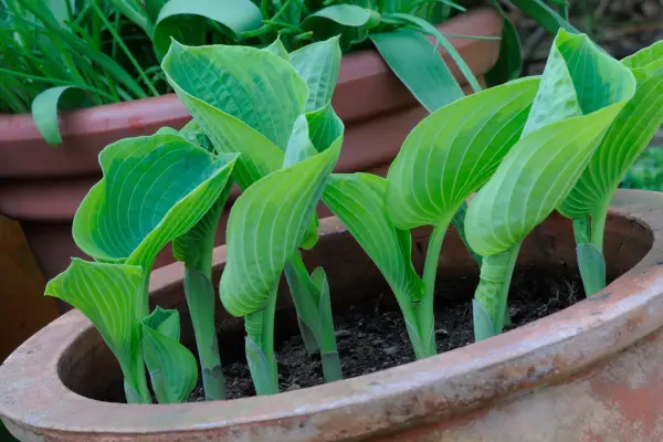 Hosta 'Frances Williams'