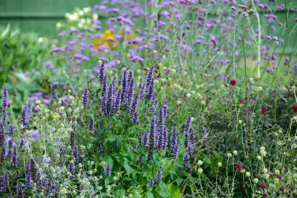 Eryngium, agastache, scabious and Verbena bonariensis