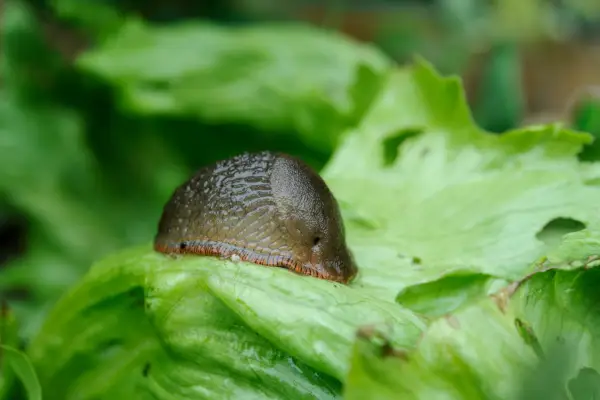 200612 20062012 20/06/12 20/06/2012 20 20th June 2012 Sally Nex Shoot 4 Salad Series Photographer Jason Ingram Summer Practical Step by Step vegetable grow your own Large Slug on Lettuce lactuca showing damage pests and diseases green leaf leaves