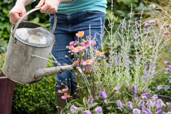 Watering a pot planted with Russian sage, hebe and anemone
