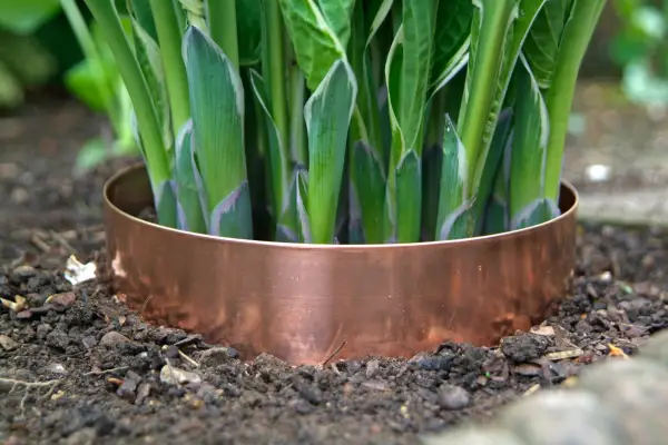 Hosta shoots protected with a copper ring