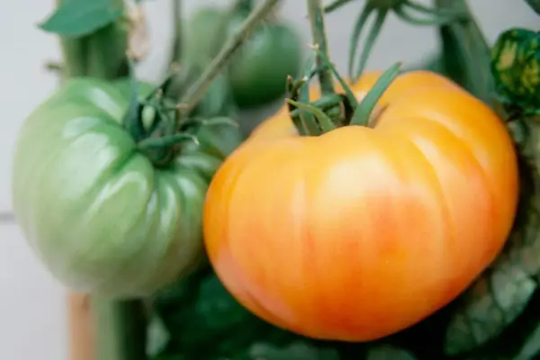 Lycopersicon esculentum „ananas”