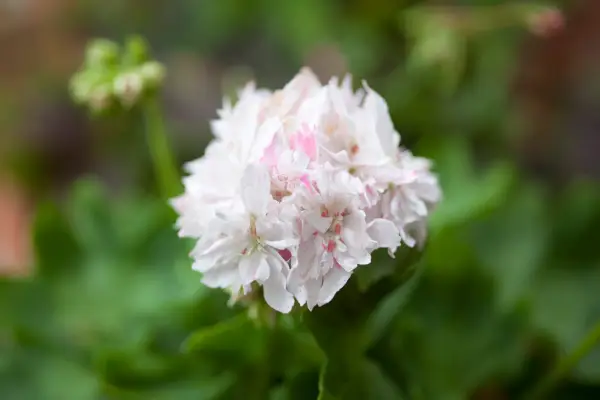 Pelargonium 'Snowbright'