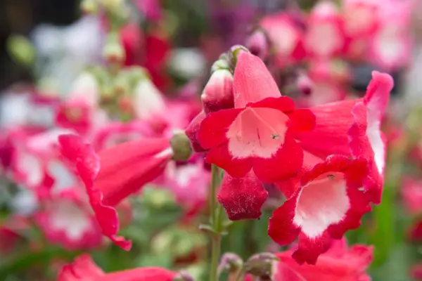 Penstemon 'rot'