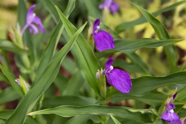 Roscoea Humeana f. Humeana