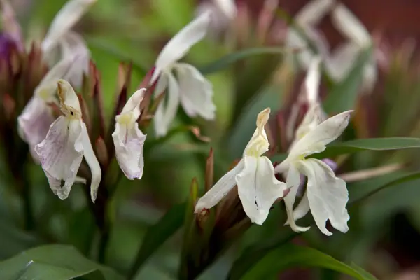 Roscoea x Beesiana