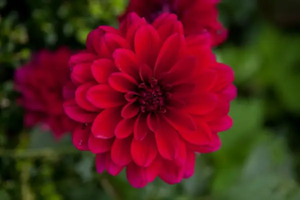 Crimson red, double Dahlia 