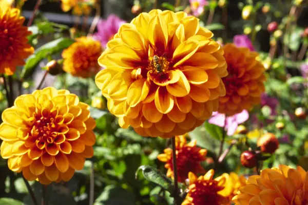 Amber pompon blooms of Dahlia 