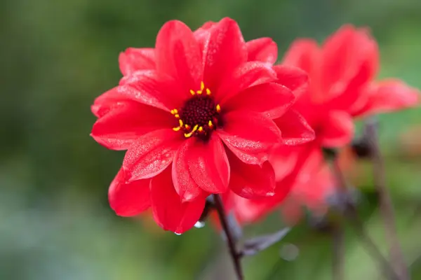 Semi-double, red blooms of Dahlia 