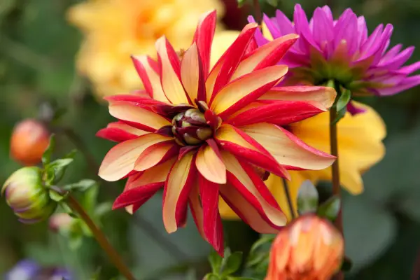 Stunning bloom of Dahlia 