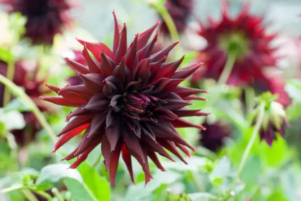Deep maroon, spiky blooms of Dahlia 