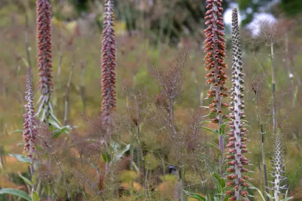 Small-flowered foxglove and bronze fennel, The Savill Garden