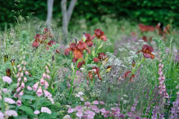 Foxgloves, irises and hairy chervil