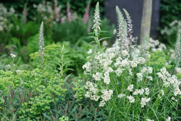 Euphorbias, snowy woodrush and foxgloves