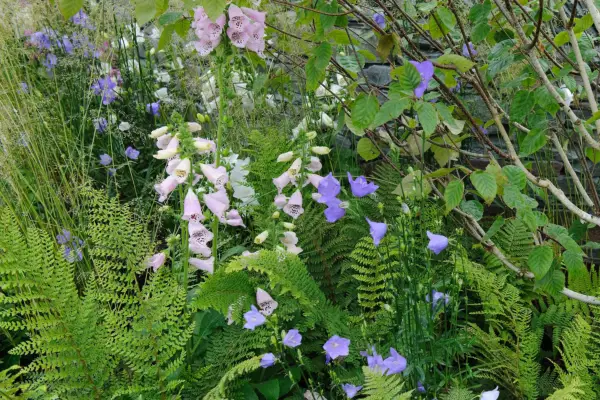 Ferns, foxgloves and campanulas