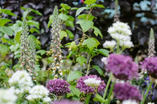Foxgloves, white valerian and alliums