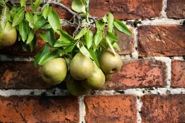 Pear tree growing against a brick wall. Photo: Getty Images.
