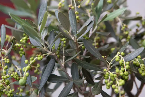 Olive tree (Olea europaea) foliage and developing fruit