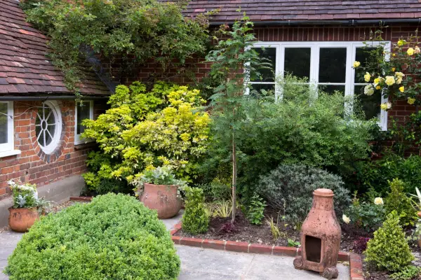 Sorbus tree growing in border next to house