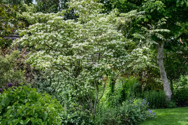 Cornus kousa growing in a garden border