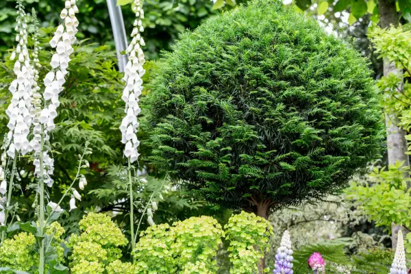 Yew standard tree planted in a border