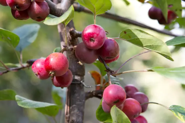 Crab apple (Malus) red fruits
