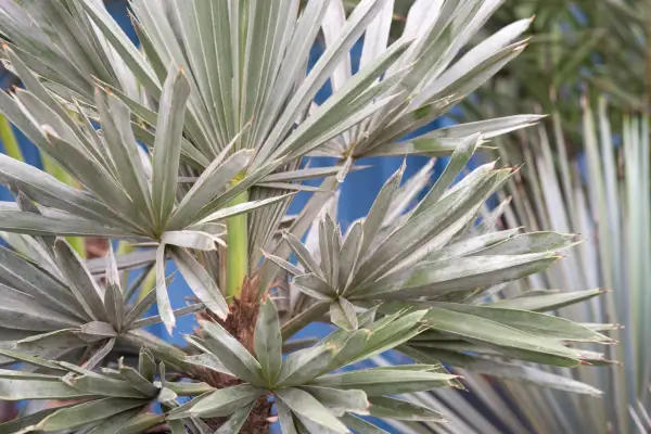 Trithrinax campestris