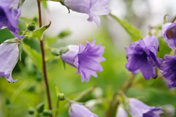 Nettle-leaved bellflower (Campanula trachelium)