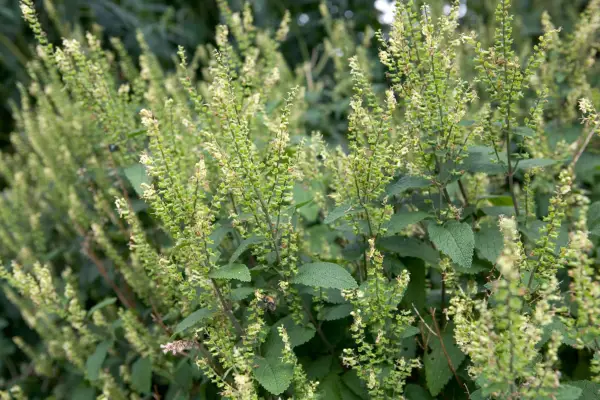 Wood sage (Teucrium scorodonia)