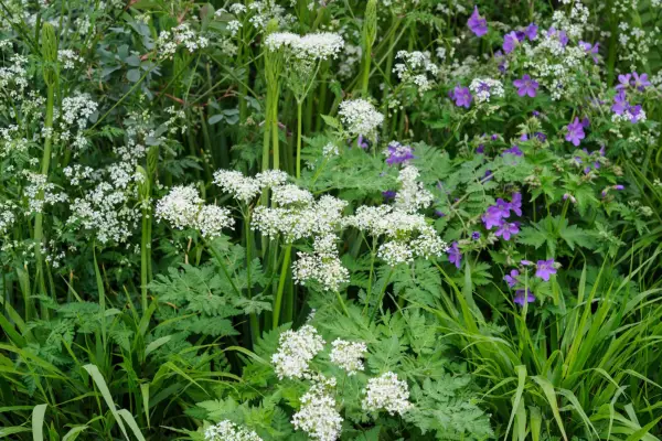 Sweet cicely Myrrhis odorata