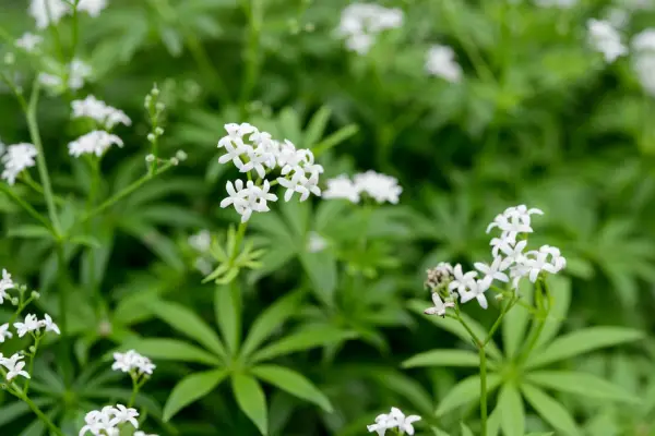 Sweet woodruff Galium odoratum