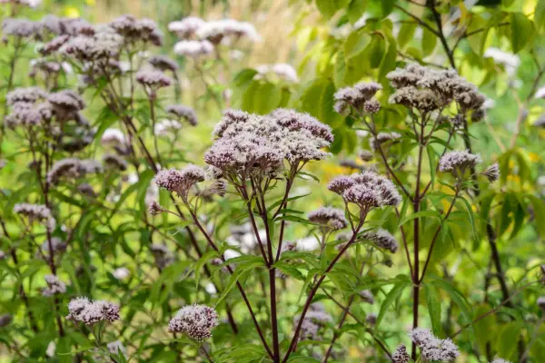 Eupatorium cannabium Hemp agrimony