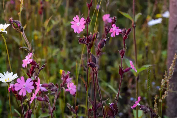 Red campion Silene dioica