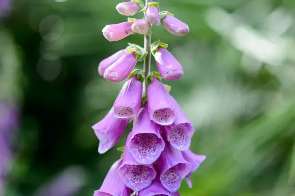 Foxglove Digitalis purpurea