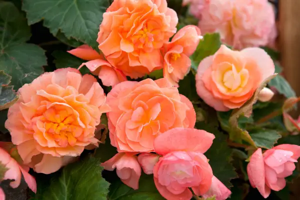 15 begonias to grow- Begonia 