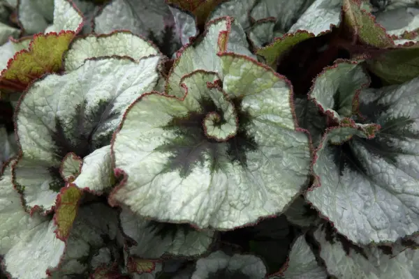 15 begonias to grow - Begonia 