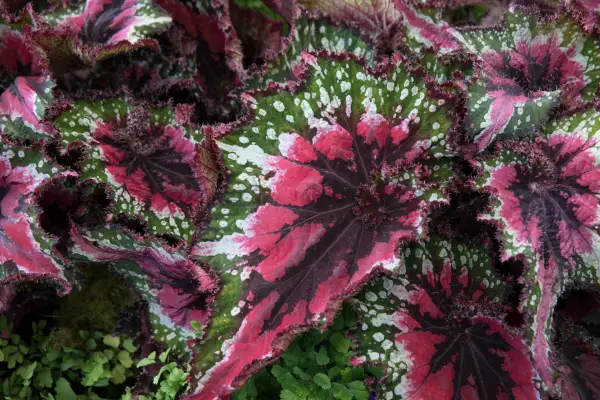 15 begonias to grow - Begonia 