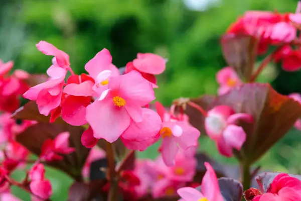 15 begonias to grow - Begonia 