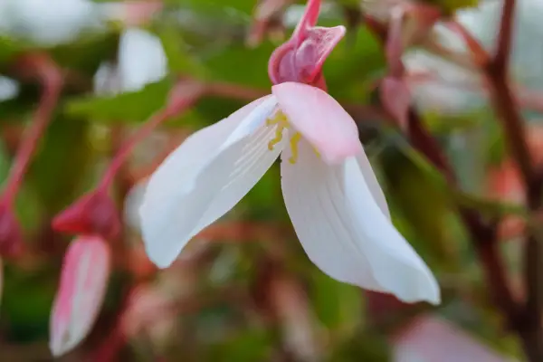15 begonias to grow - Begonia 