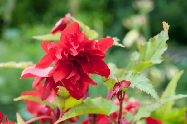 15 begonias to grow - Begonia 