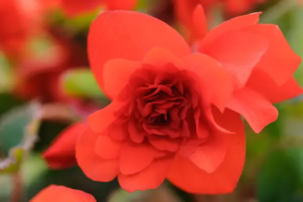 15 begonias to grow - Begonia 