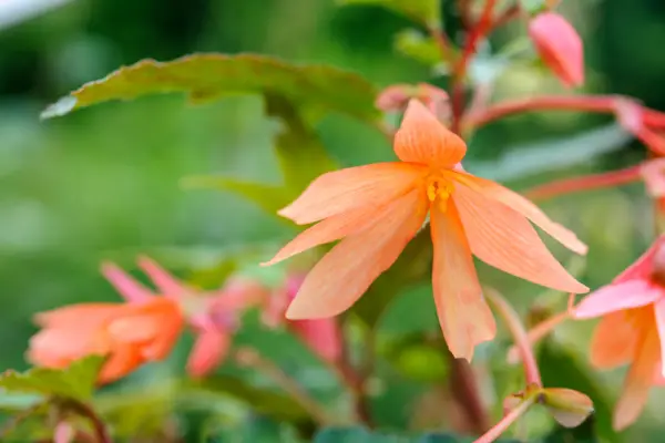 15 begonias to grow - Begonia 
