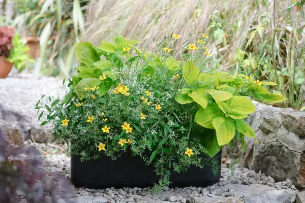 Bidens, coleus and euphorbia container