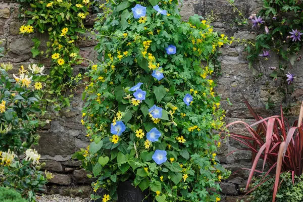 Morning glory and canary creeper pot