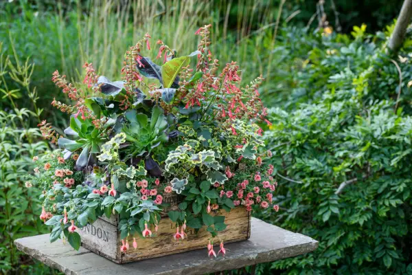 Salvia, pelargonium, fuchsia, calibrachoa