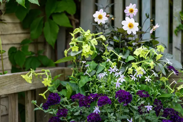 Nicotiana Lime Green tobacco plant Lime Green Dahlia Twyning