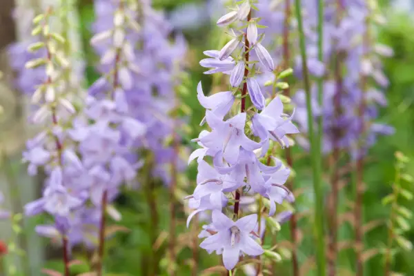 Adenophora 'radostné'